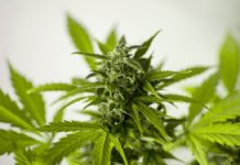 Desmantelado un laboratorio ilegal dedicado al cultivo de marihuana